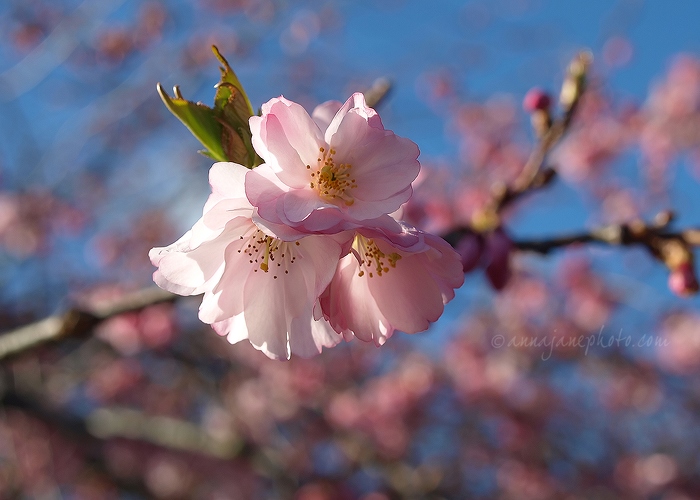 Blossom - 20120318-pink-blossom.jpg
