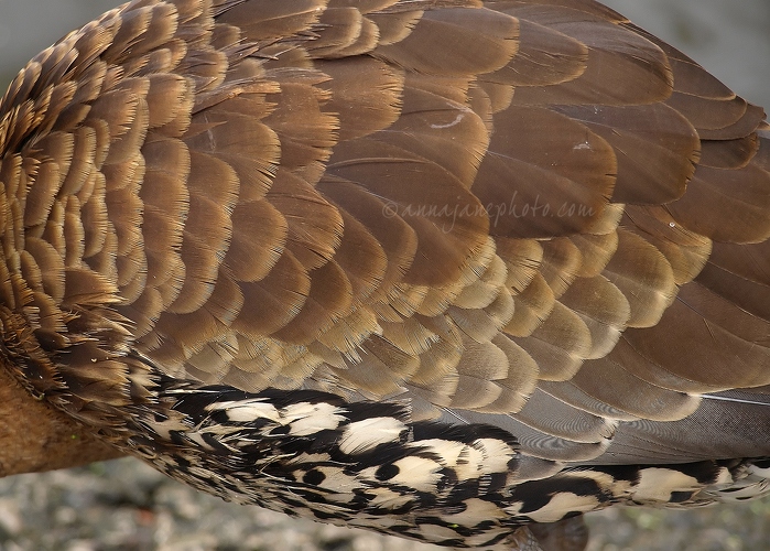 20120404-west-indian-whistling-duck-feathers.jpg