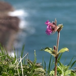 Coastal Flower