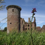 20120712-caerlaverock-castle-thistles.jpg