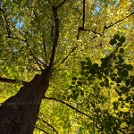 Tatton Park Trees