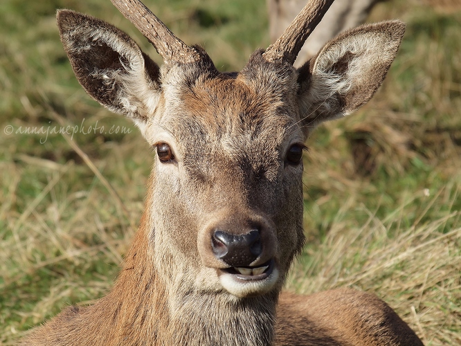 20121027-red-deer-buck.jpg