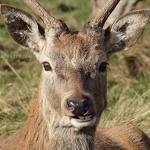 Red Deer Buck