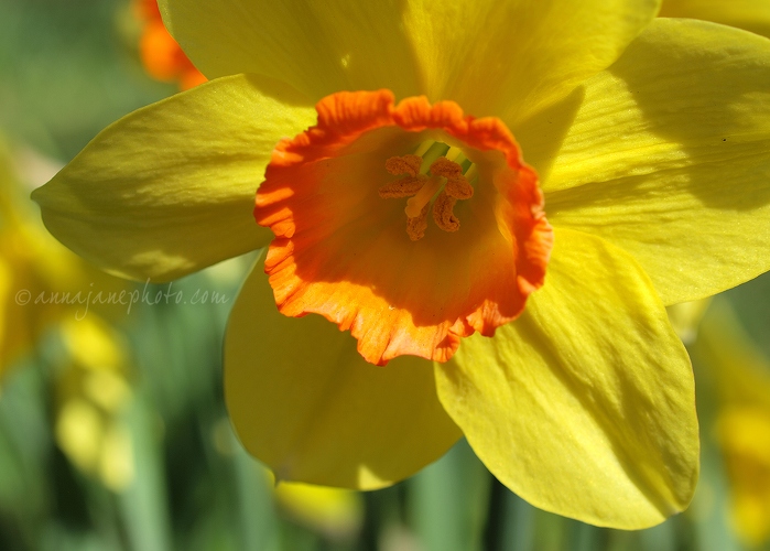 Daffodil - 20130426-daffodil.jpg