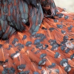 20130616-speckled-sussex-chicken-feathers.jpg