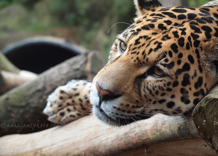20130810-rica-jaguar-1.jpg