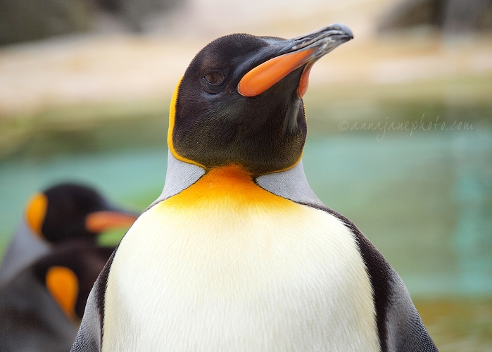 20130810-king-penguin.jpg
