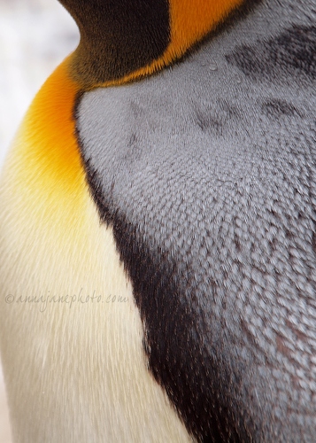 20130810-king-penguin-feathers.jpg
