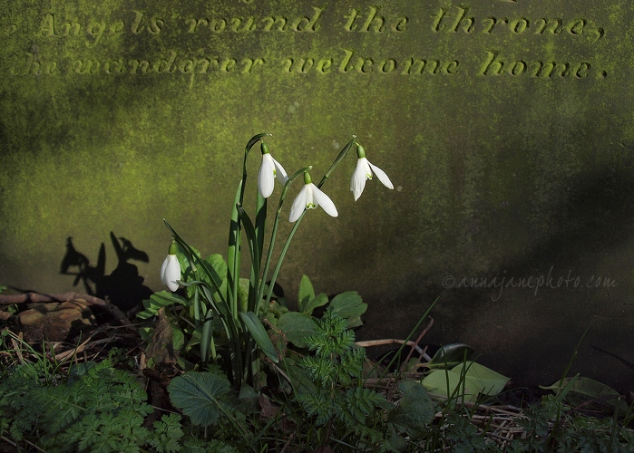 The wanderer welcome home. - 20140216-snowdrops-and-gravestone.jpg
