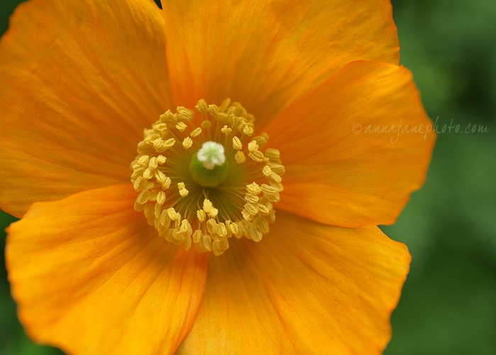 Orange Welsh Poppy - 20140503-orange-welsh-poppy.jpg