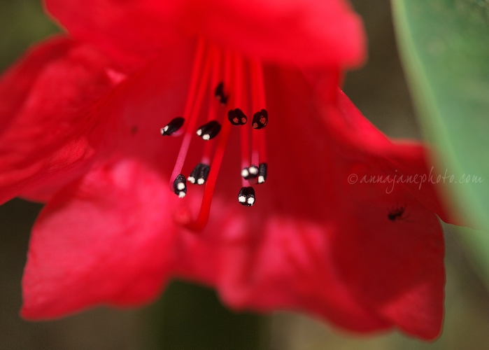 20140420-red-rhododendron.jpg