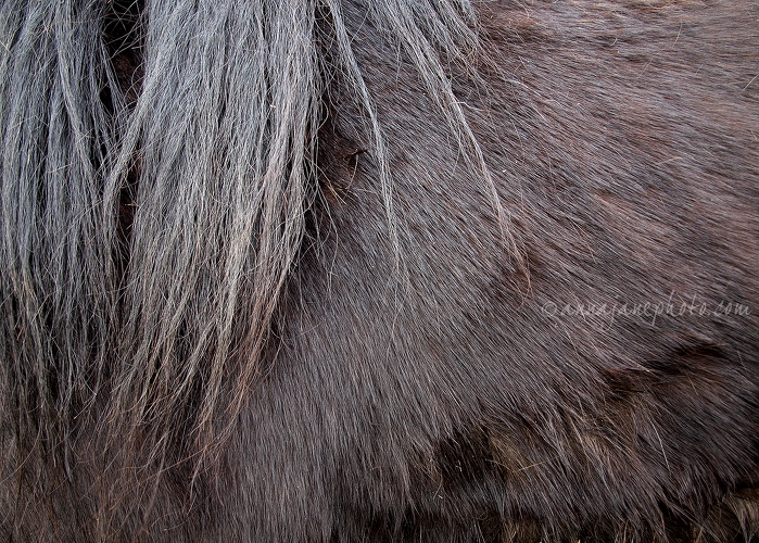 20140419-horse-hair.jpg