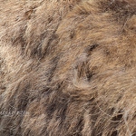 20140412-pere-davids-deer-hair.jpg