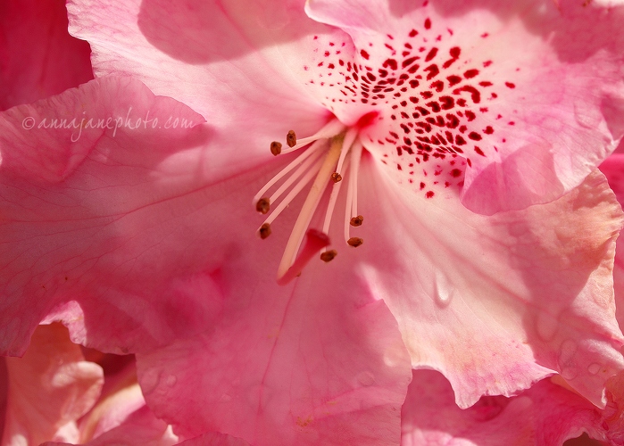 Pink Rhododendron - 20140521-pink-rhododendron.jpg