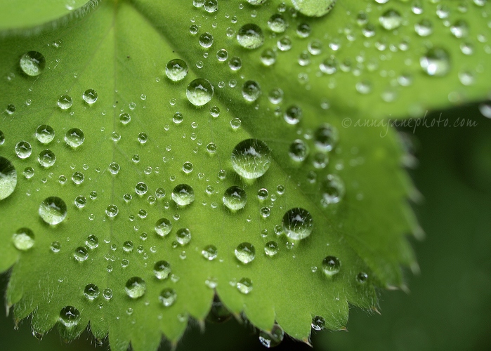 Droplets - 20140629-leaf-droplets-1.jpg
