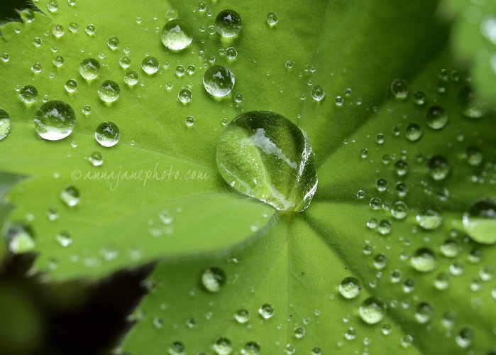 Droplets - 20140629-leaf-droplets-2.jpg
