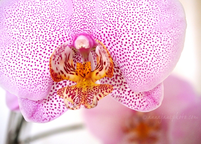 Orchid - 20140719-orchid.jpg