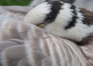 Sleeping Bar-Headed Goose
