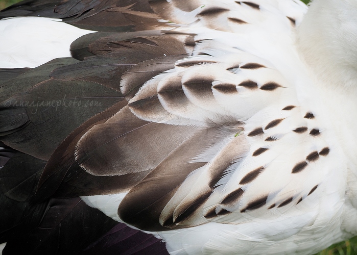 20140825-andean-goose-feathers.jpg