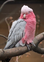 Rose-Breasted Cockatoo