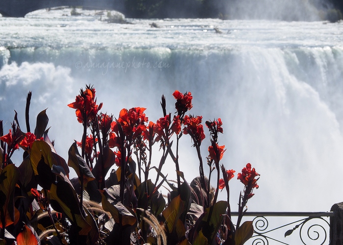 American Falls & Flowers - 20140923-american-falls-and-flowers.jpg