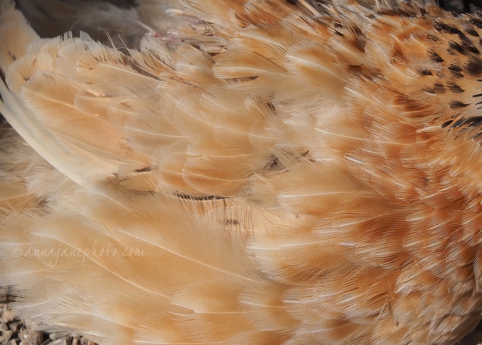20140924-quail-feathers.jpg
