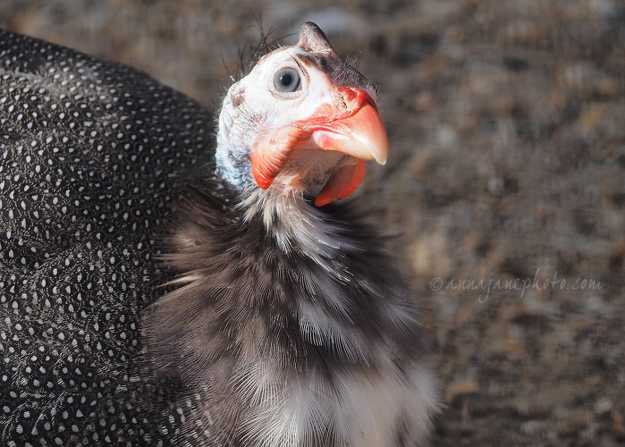 20140924-guinea-fowl.jpg