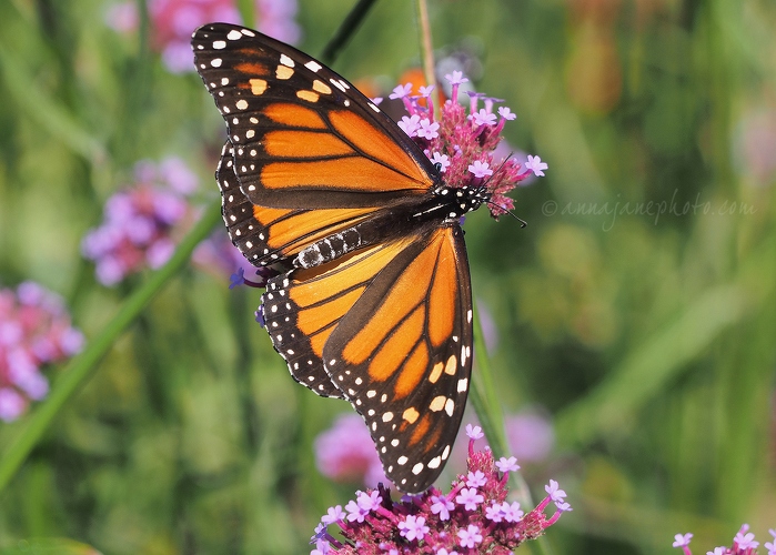20140924-monarch-butterfly.jpg