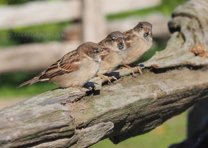 20140924-sparrows.jpg
