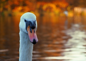 Autumnal Swan