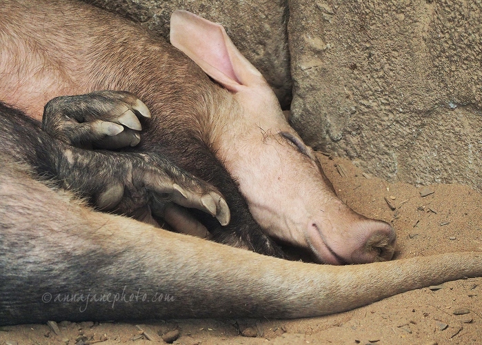 20150302-aardvark-sleeping.jpg