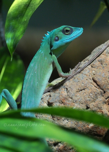 20150302-green-crested-lizard.jpg