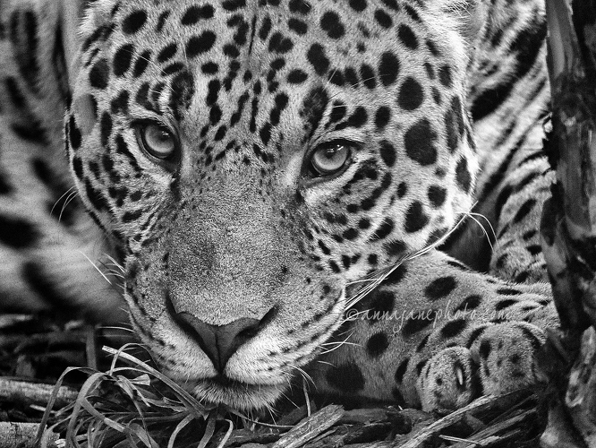 20150302-jaguar-bw.jpg