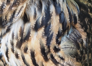 Eurasian Eagle-Owl Feathers