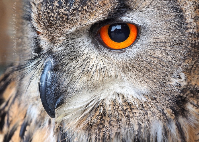 20150314-eurasian-eagle-owl.jpg