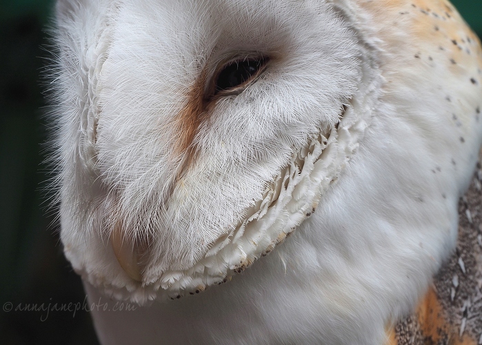 20150314-barn-owl.jpg