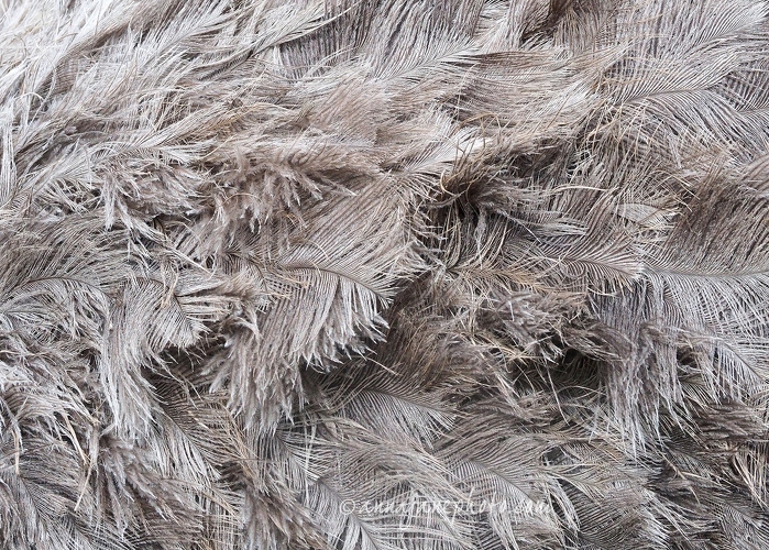 20150404-rhea-feathers.jpg