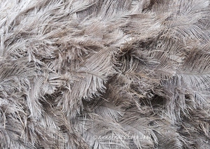 Rhea Feathers