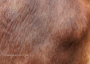 Ankole-Watusi Cattle Hair