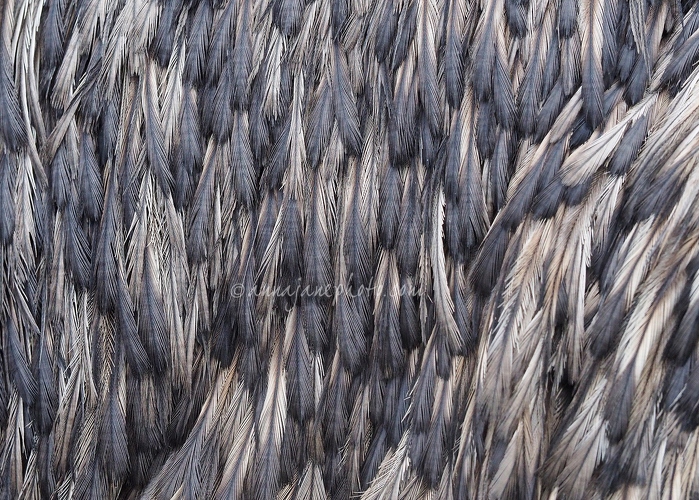 20150404-emu-feathers.jpg