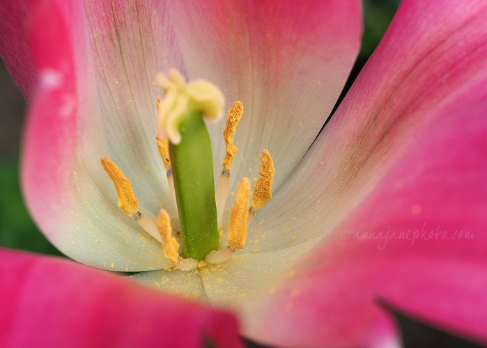 Pink Tulip - 20150526-pink-tulip.jpg