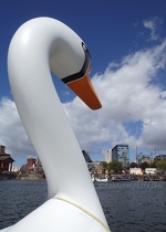 Swan in Salthouse Dock