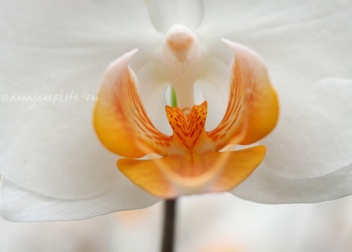 White Orchid - 20150720-white-orchid.jpg