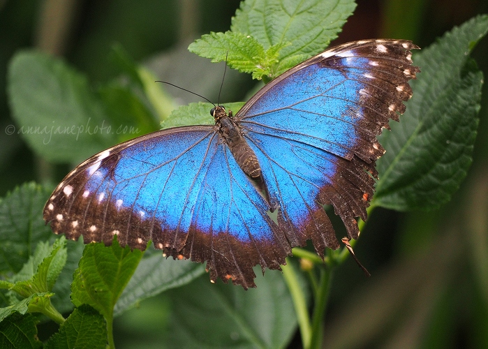 20150720-blue-morpho-butterfly.jpg
