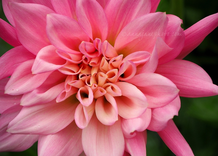 Pink Dahlia - 20150802-pink-dahlia.jpg