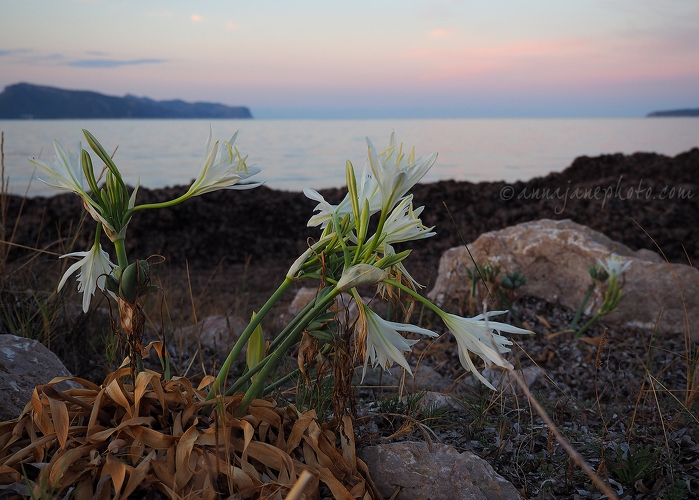20150817-sea-daffodils-at-sunset.jpg
