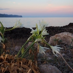 Sea Daffodils at Sunset
