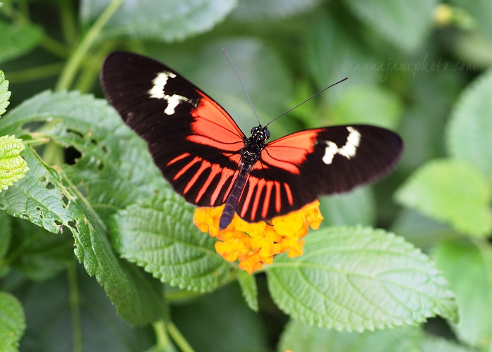 20150720-postman-butterfly.jpg