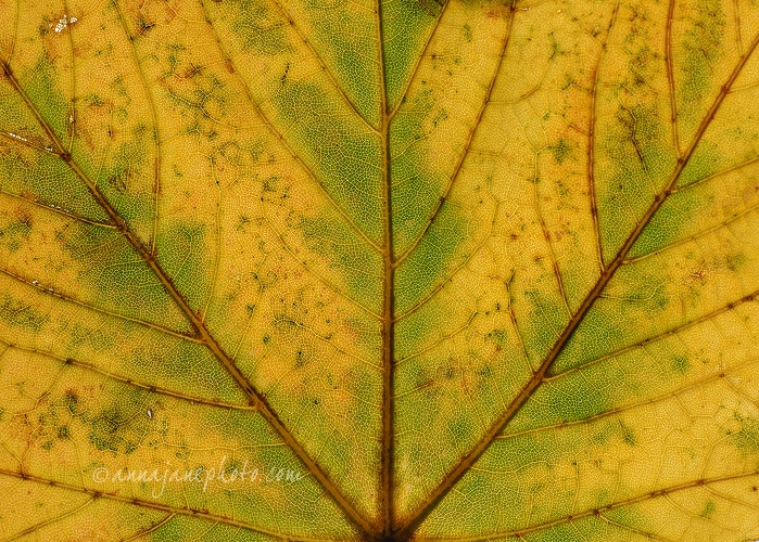 Leaf - 20151001-yellow-green-leaf.jpg