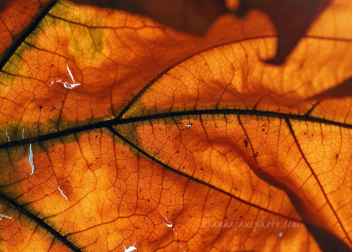 Autumn Leaf - 20151001-autumn-leaf.jpg